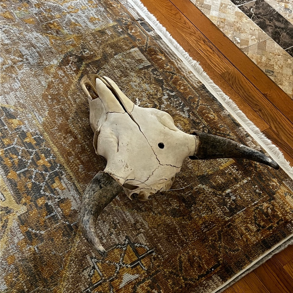 Bull skull